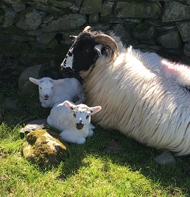 Two lambs with their mother.