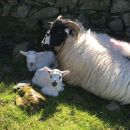 Two lambs with their mother.
