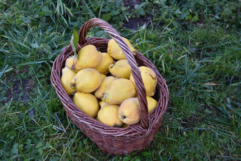 Basket of lemons grown in an orchard near Prague