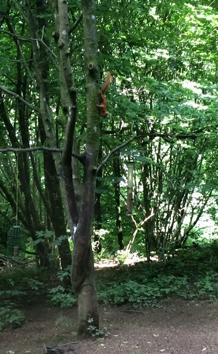 Brockhole red squirrel