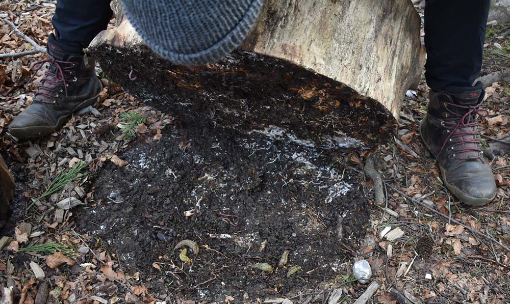 Mini beasts under a dead tree stump