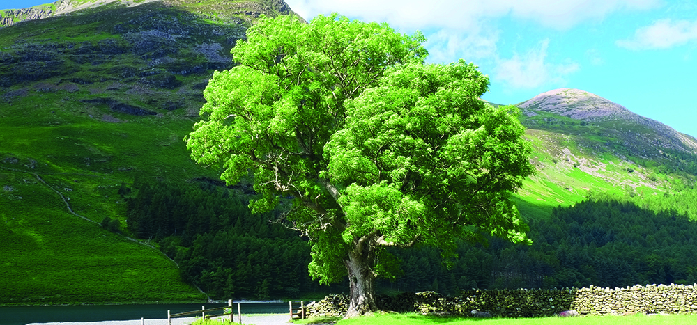 Individual Trees