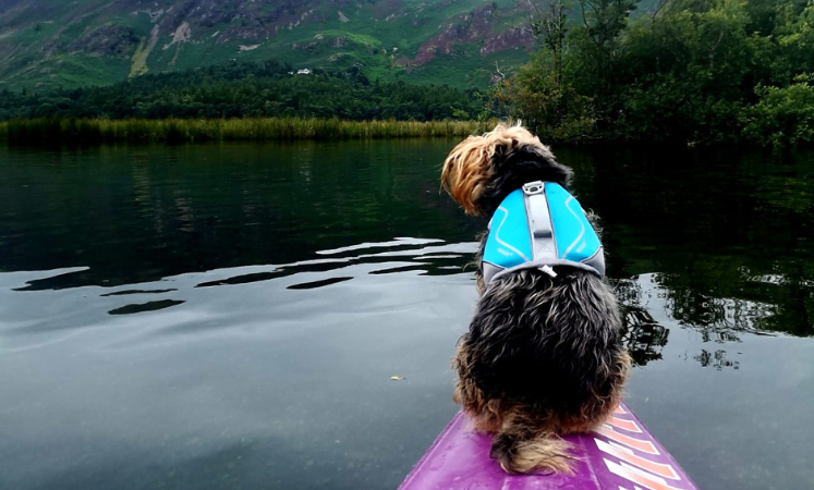 Milo, the Yorkshire Terrier, sat on top of Kayak wearing life jacket 