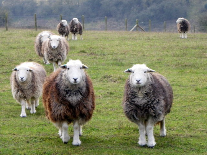 Sheep