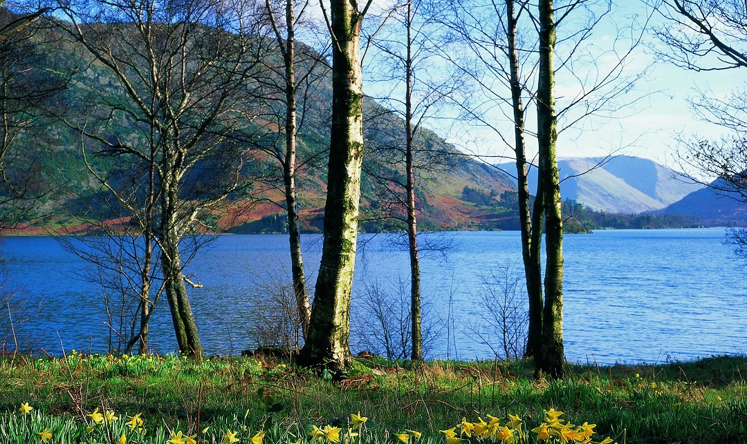 Ullswater in Spring with daffodils on the ground.
