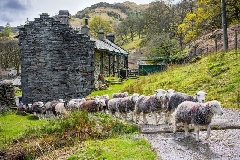 A traditional stone barn with sheep on a fellside.