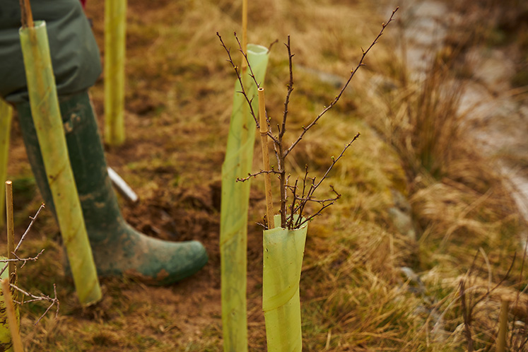 Tree Planting - Nutrient Neutrality North West