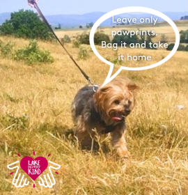 Milo the dog who is a star of the Lake District's new dog poo campaign 
