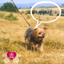 Milo the dog who is a star of the Lake District's new dog poo campaign 