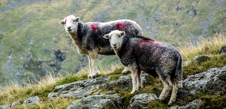 Two herdwicks on Borrowdale