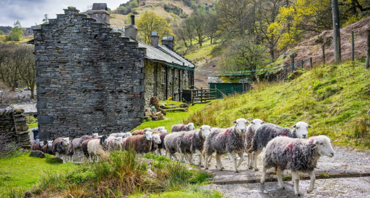Grey and white Herdwick sheep running in a line past a stone barn in eth Lake District with surrounding hills
