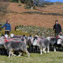 Farmers in a field with grey Herdy sheep