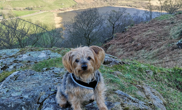 Milo, the Yorkshire Terrier, sat on top of fell with mountain view backdrop