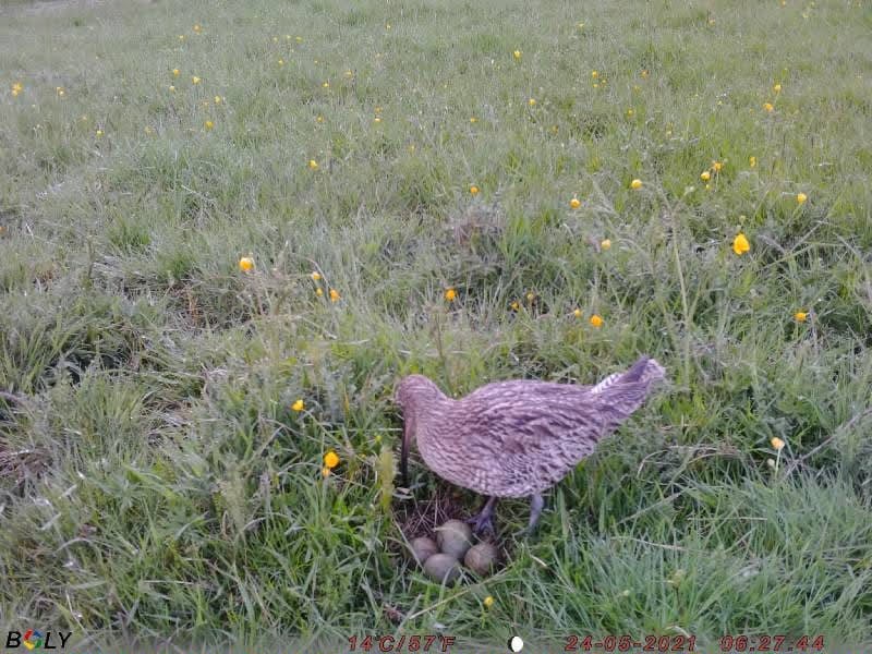 A curlew in long grass, standing over its eggs.