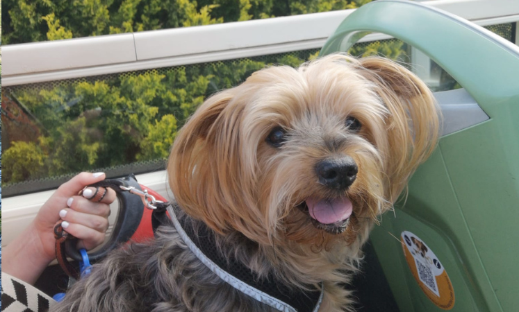 Milo, the Yorkshire Terrier sat on the open top bus travelling through the Lake District