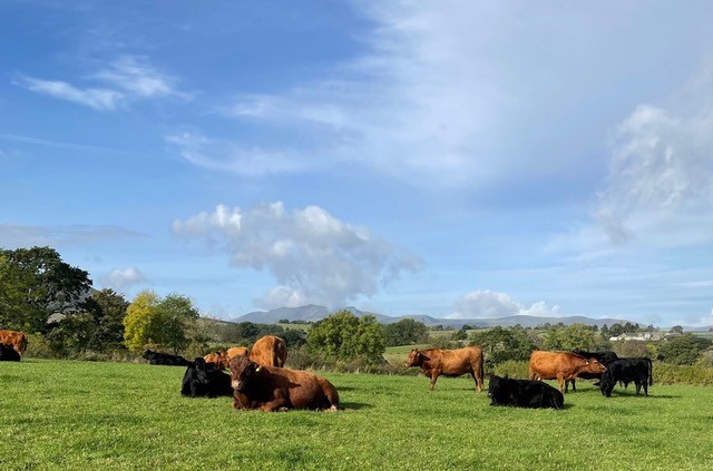 Cows in a field