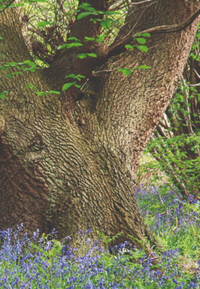 Woodland Creation - Photo of bluebells and tree%