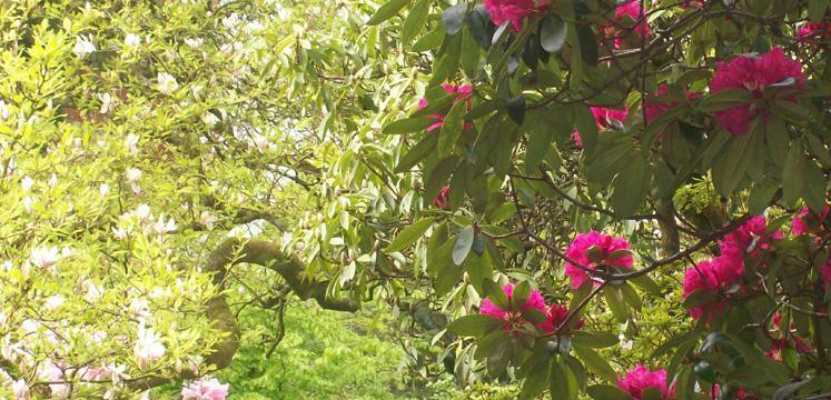 Magnolia tree and rhododendrons at the Lake District Visitor Centre