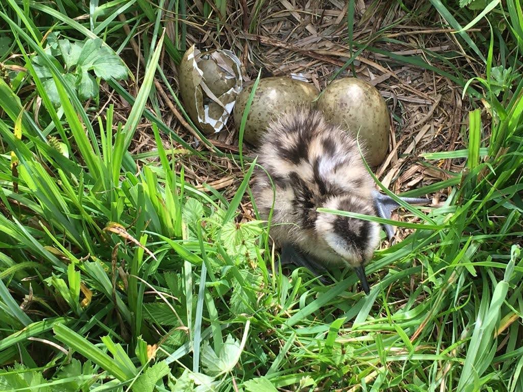A hatched curlew chick, with brown and beige speckled down, standing at the edge of its nest.