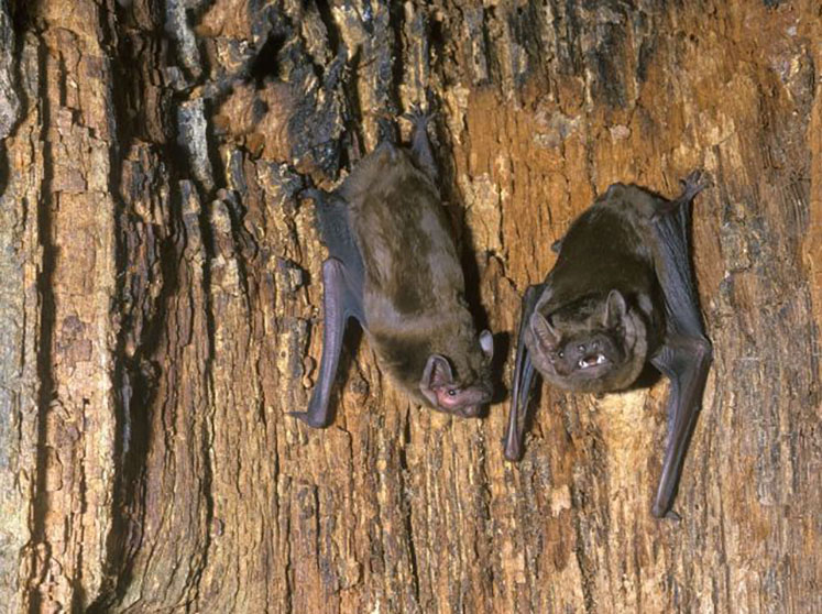 Noctule bats
