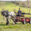 farmer Tom Dutson of Rosgill Hall Farm with a Dales’ pony. These play an important role in managing traditional hay meadows through muck spreading, harrowing and rolling. By using ponies, they are reducing carbon emissions and soil compaction, and playing a part in keeping alive the heritage of working with ponies and horses. 