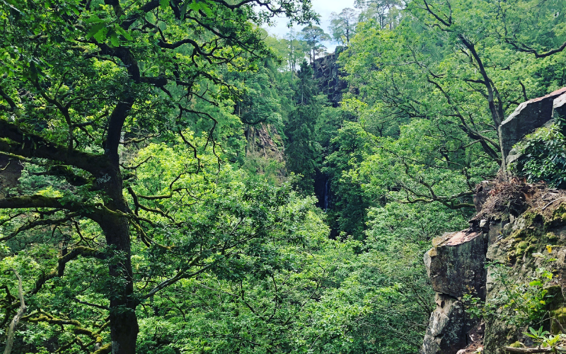 Image of trees and rocky gorge. 