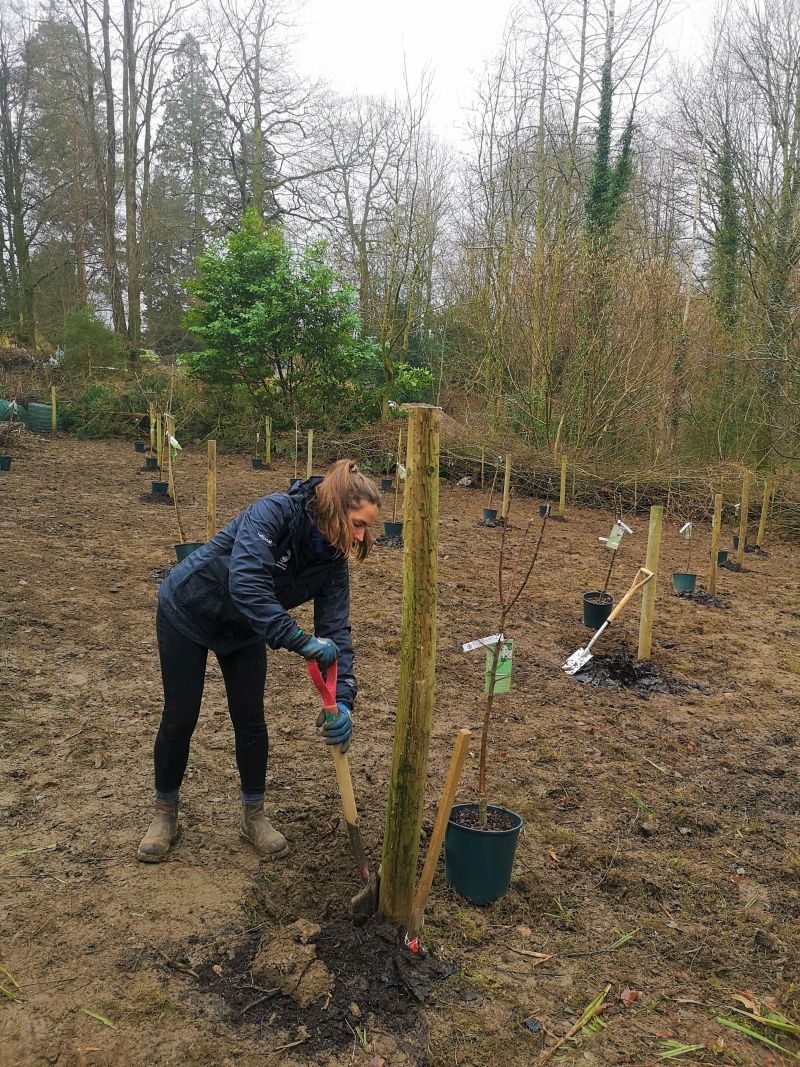 Conservation officer Victoria is planting a tree in the new educational at orchard at Brockhole.