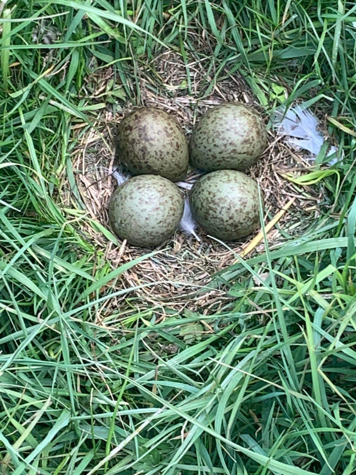 Four brown curlew eggs in a nest, surrounded by long grass.