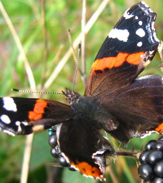 Biodiversity - LDNPA