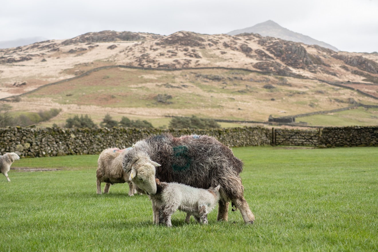 A Herdwick sheep with its lamb in a green field. There is a fell in the distance, and the sky is grey.