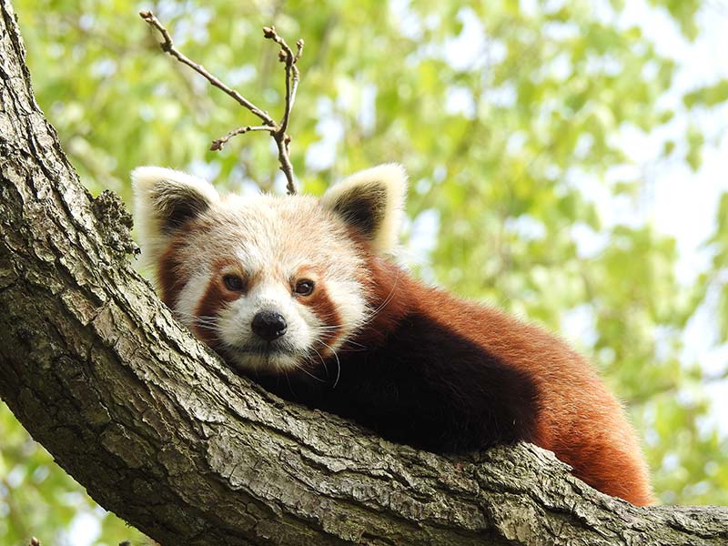 A red panda in a tree