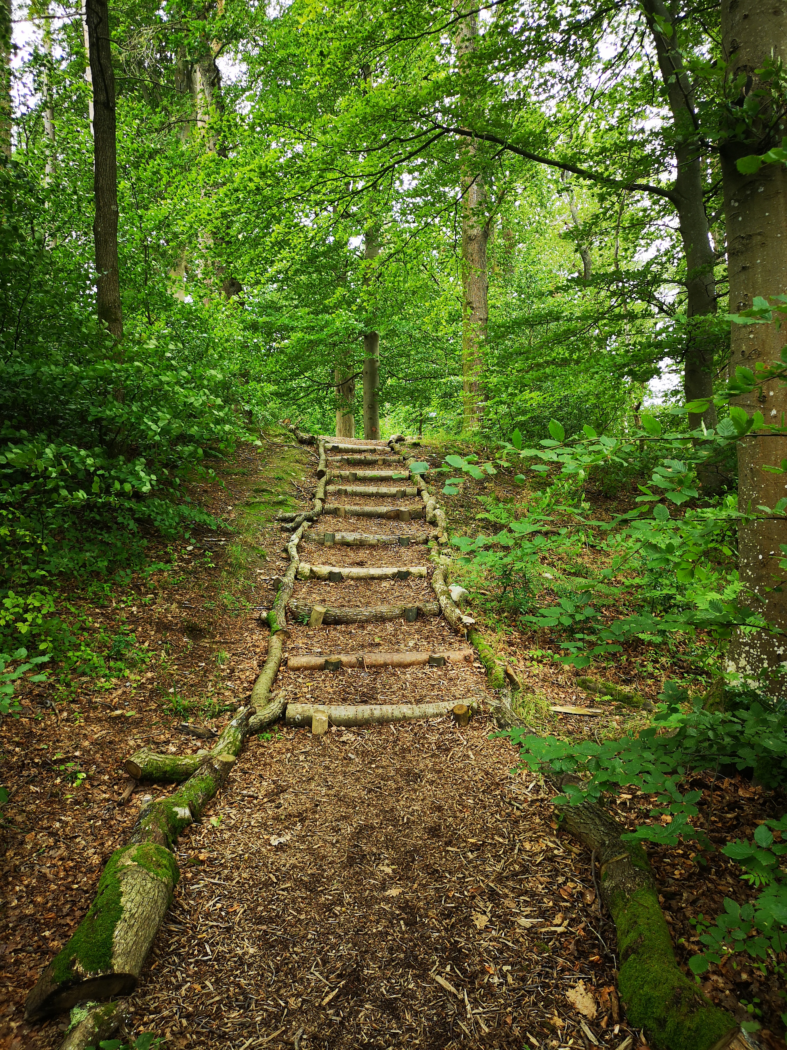 Natural steps made from fallen debris through Birkett Wood at Brockhole 