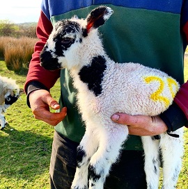 Lamb with love heart marking, held by farmer.