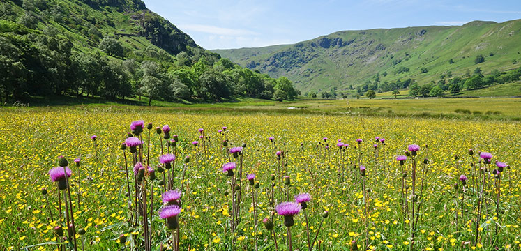 Hay meadow flowers in Swindale.
