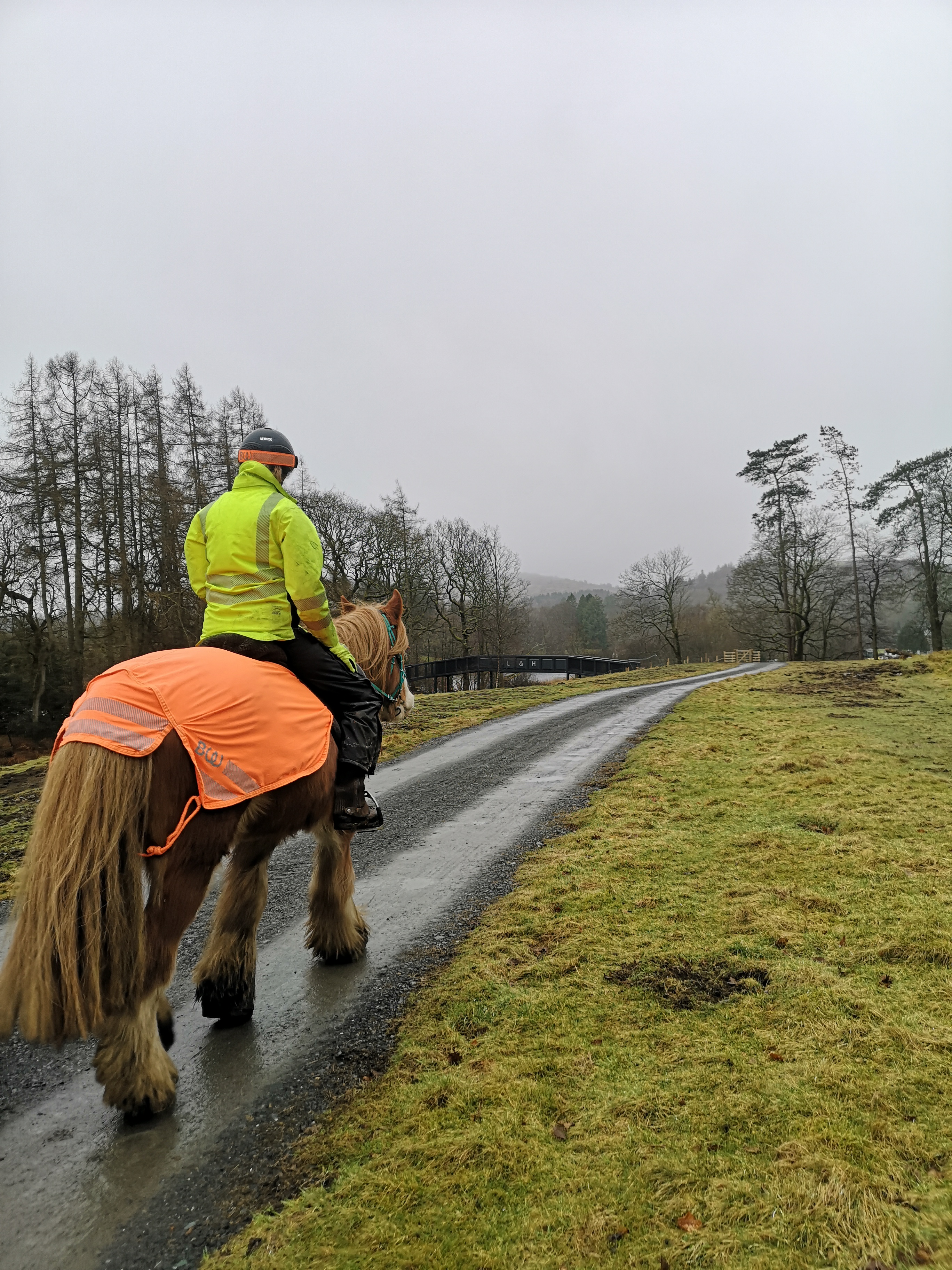 Horses on West Windermere Way