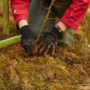 Our photo shows: tree planting, as it’s now easier than ever to get advice and funding to support tree planting in the Lake District.  