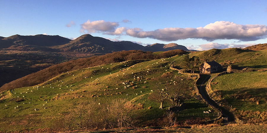 	Sheep on a Lake District hill farm with high fells on the horizon