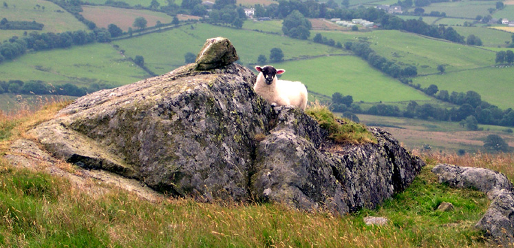 Lamb on rocky outcrop copyright Michael Turner